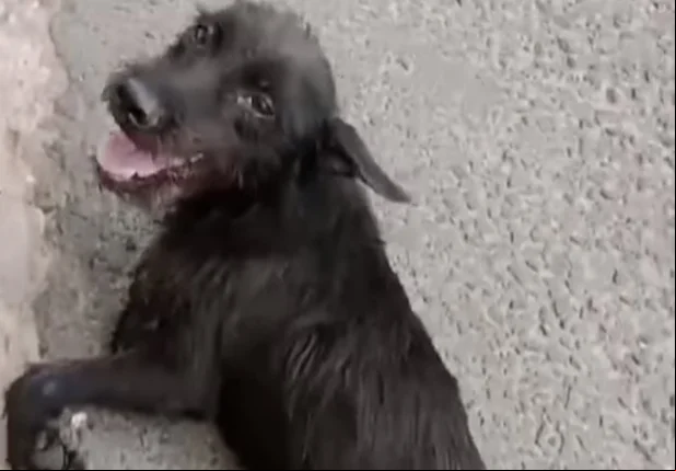 Cãozinho atropelado foi resgatado pela Apipa