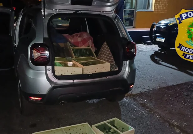 Motorista foi detido e encaminhado à delegacia