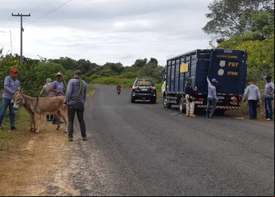 Apreensão de animal pela PRF na região Norte do Piauí